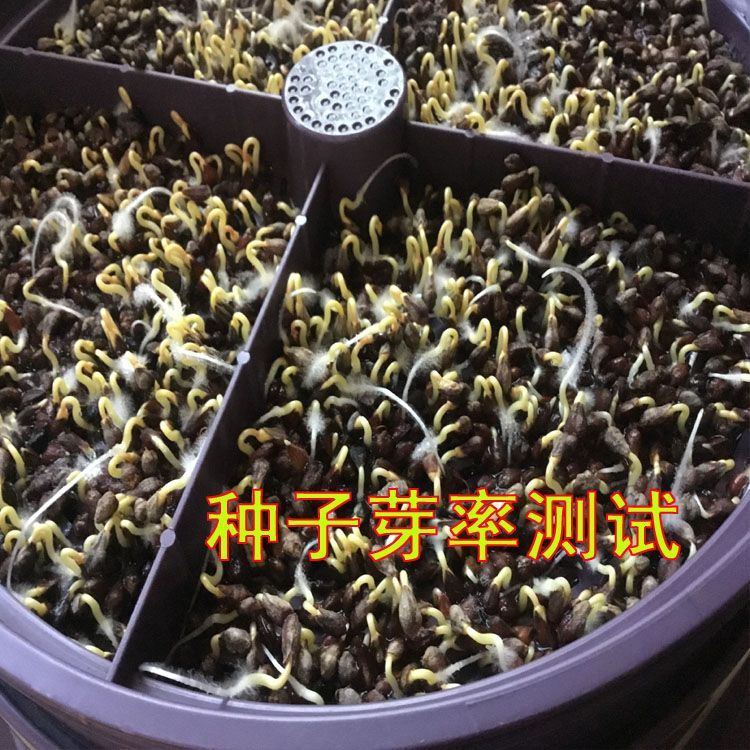 蕎麥種子 `苦蕎麥甜蕎麥?zhǔn)w麥面大麥燕麥?zhǔn)w麥茶谷子薏米油菜青稞