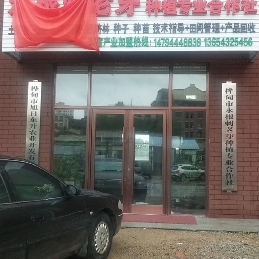 桦甸市刺芽苗 优质乌龙头苗木+乌龙头种子