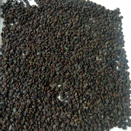黄芪种子  甘肃自产低杆，过分过筛干净，质量很好。放心订购。