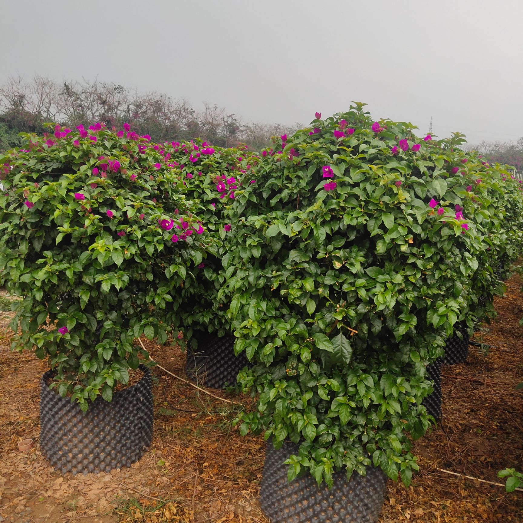  三角梅球，质量好