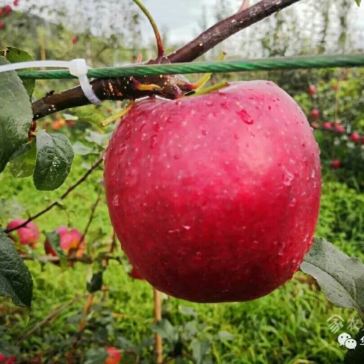 泰安华硕苹果苗 该品种成熟早，果时大，该我国中部地区八月上旬成熟。