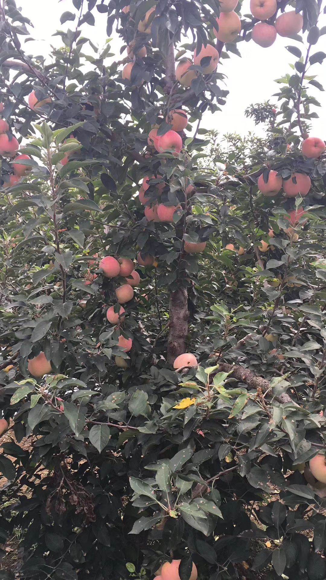  山东红星苹果大量上市采摘