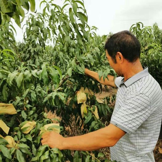 随县预售2023年6月份湖北随州套袋黄桃，各品种油桃