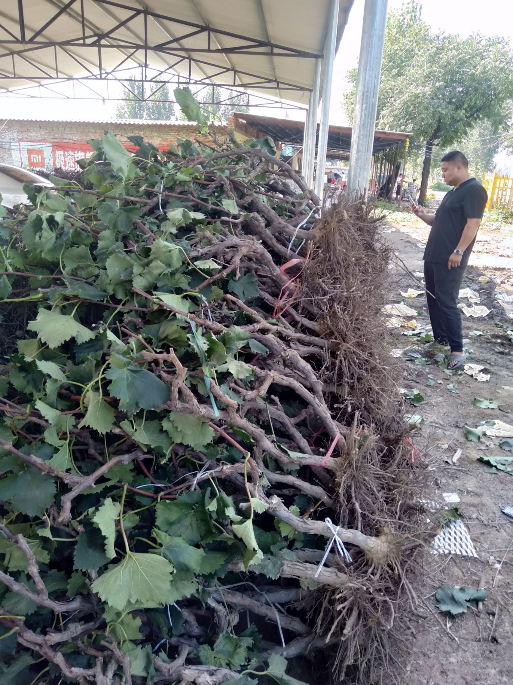 巨峰葡萄苗 鸿丰果品苗木各种规格葡萄树