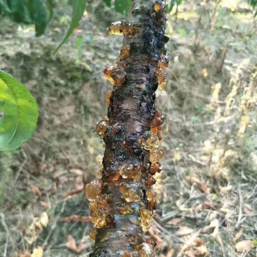 武汉 桃胶