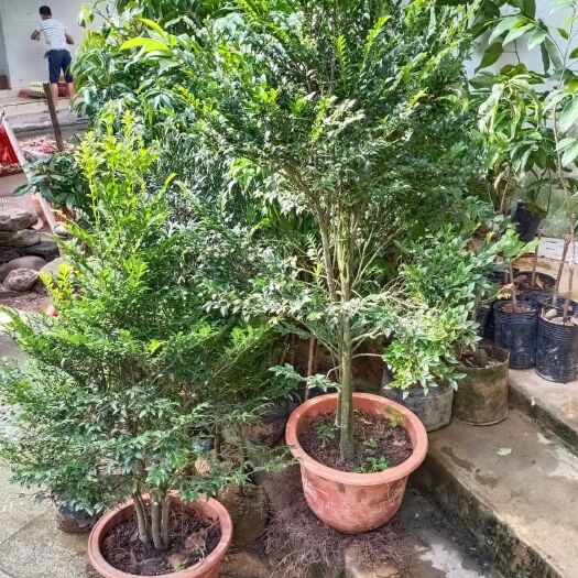 防城港小叶紫檀盆栽 小叶紫檀