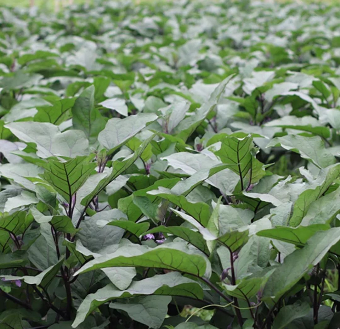 【泡开即食】 陕西渭南地方特色熟食干茄子茄子片地方特色