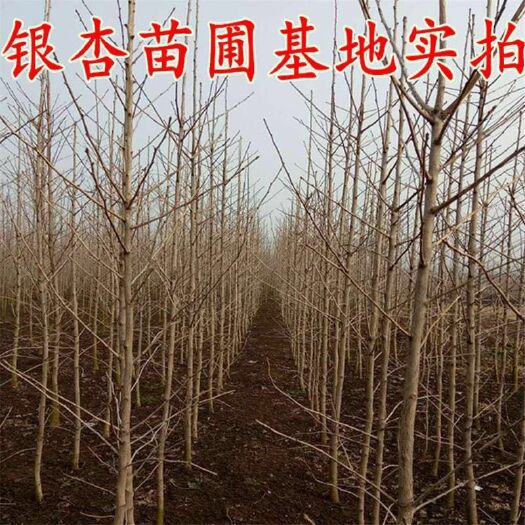邳州市银杏实生苗 银杏苗白果苗庭院种植银杏，荒山造林银杏，