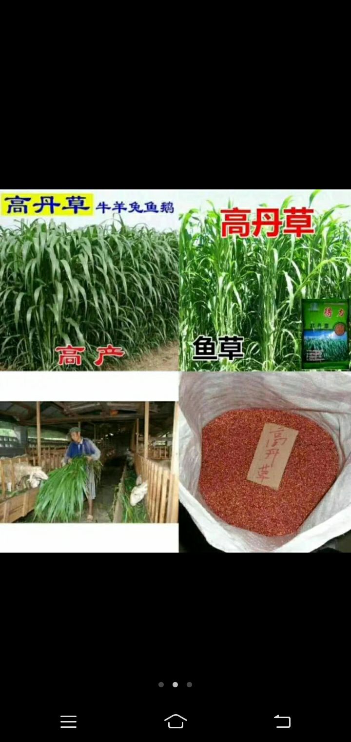 高丹草 ，适合牛，马，羊，鱼的草料，亩用六斤，产3-4万斤