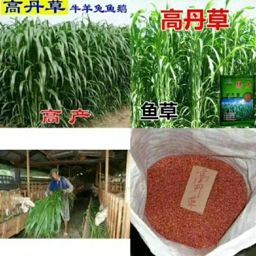 梁山县高丹草 ，适合牛，马，羊，鱼的草料，亩用六斤，产3-4万斤