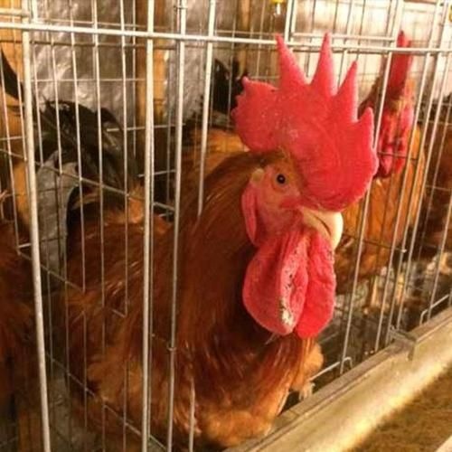 南宁快大黄鸡苗 快大黄鸡，K9鸡铁脚麻鸡良凤花鸡灵山土鸡三黄鸡南丹瑶鸡