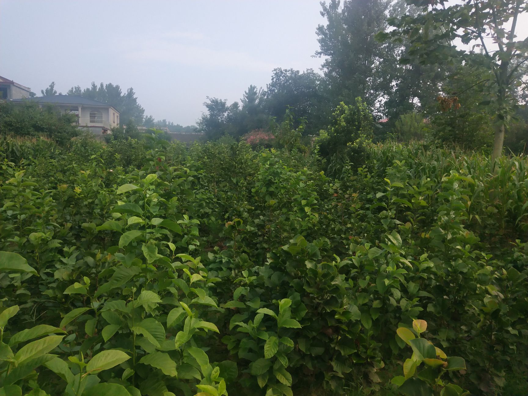 紫玉兰  红玉兰