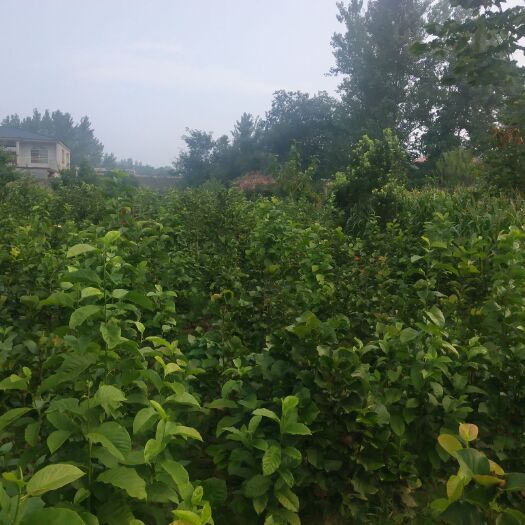 上蔡县紫玉兰  红玉兰