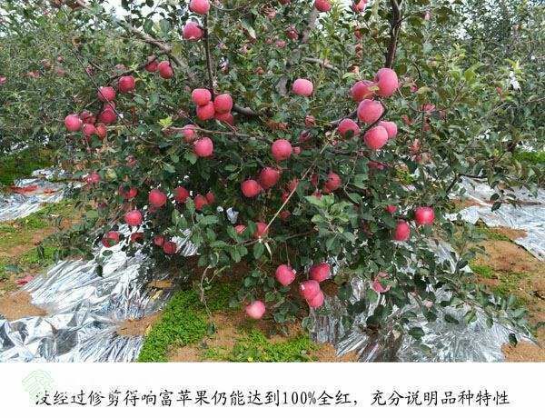 泰安烟富6号苹果树苗 烟富六号，果实大型，单果重253-271克成熟期在十月下旬。