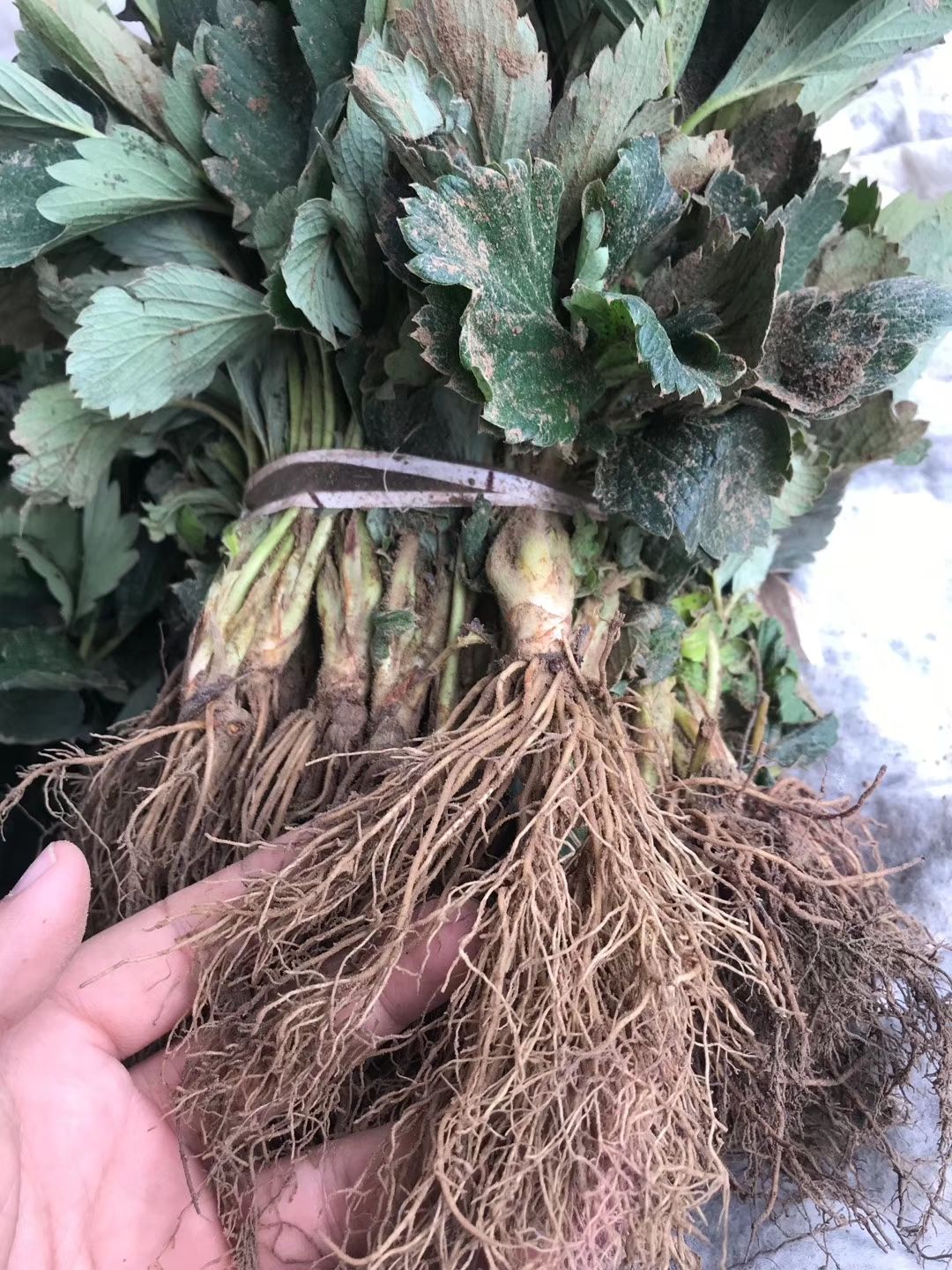  甜查理草莓苗,甜宝草莓苗