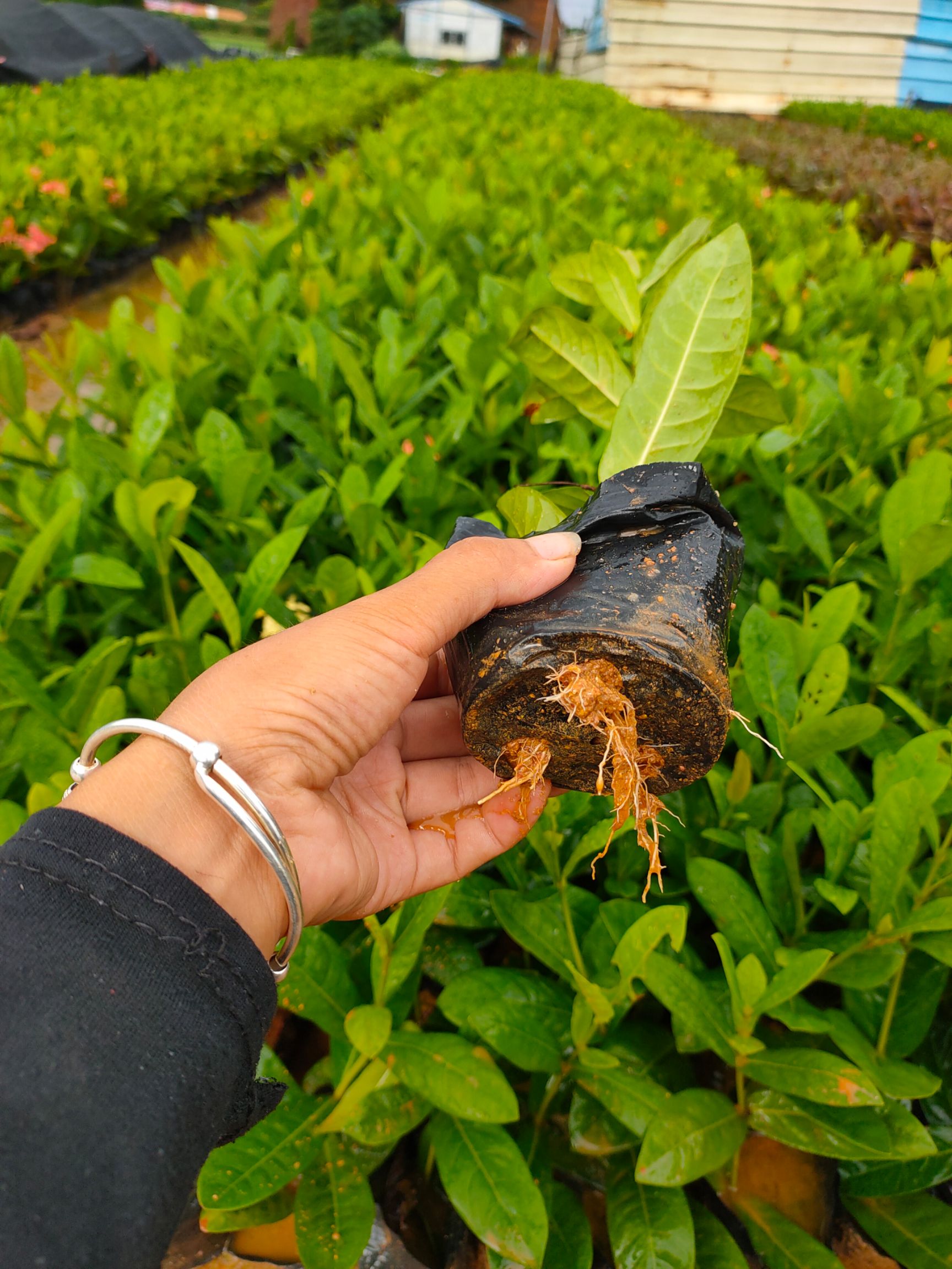 龙船花 长期供应大量地被苗(龙泉花）