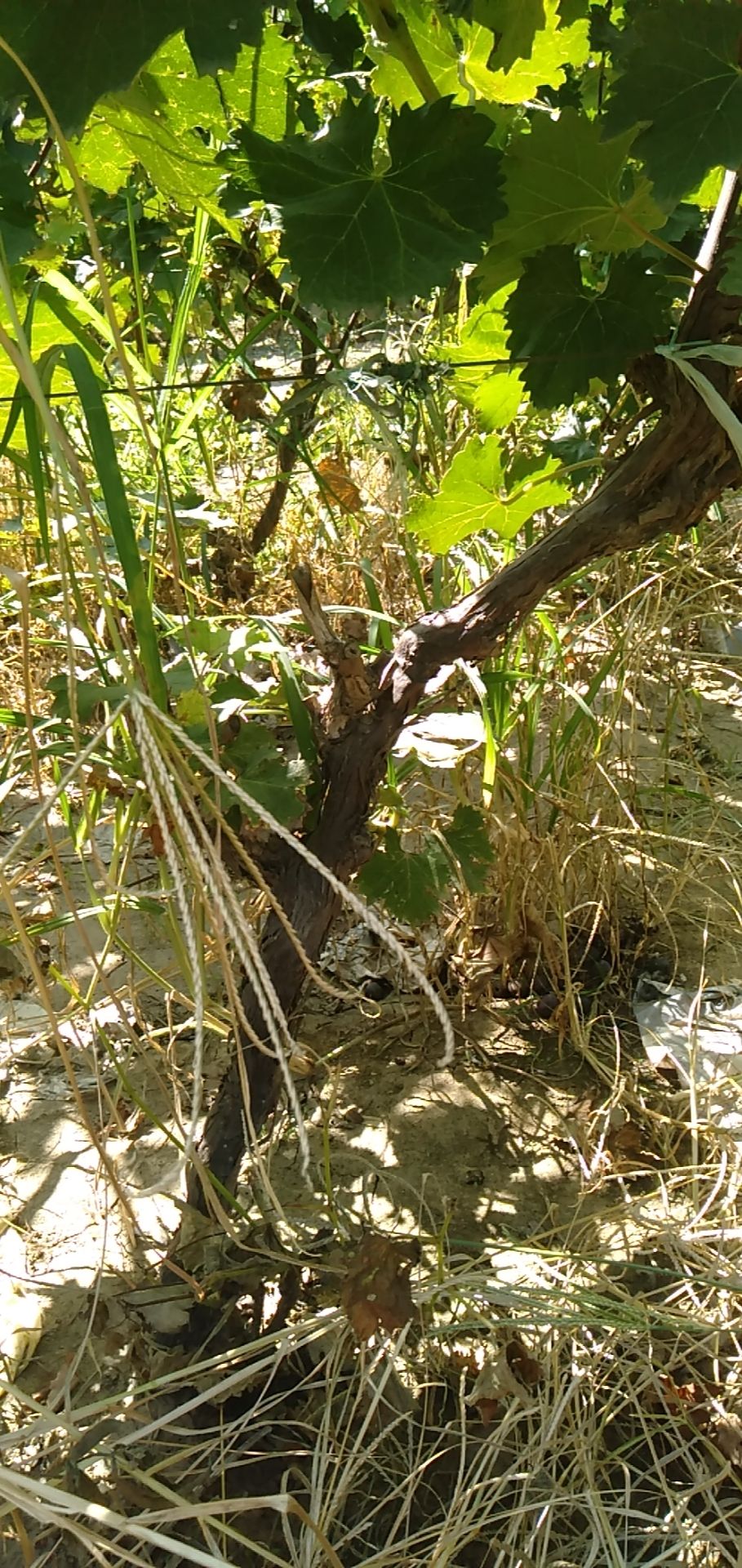 巨峰葡萄苗 鸿丰果品苗木各种规格葡萄树