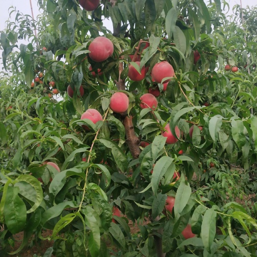 泰安 春丽桃树苗