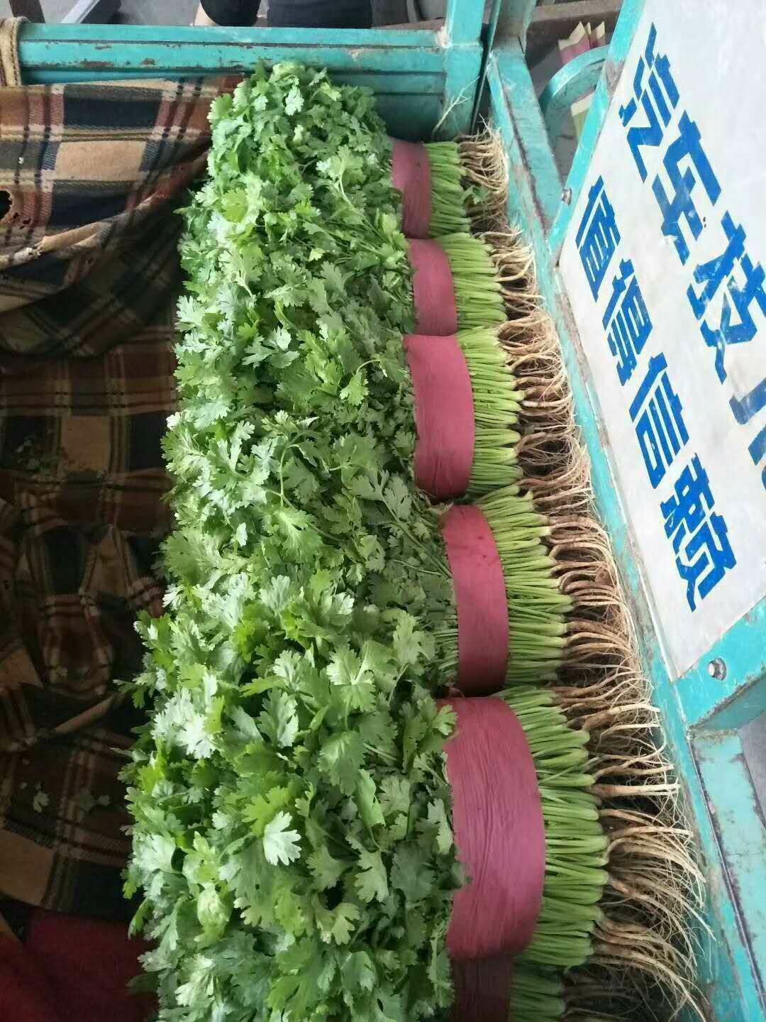  产地直供，精品香菜