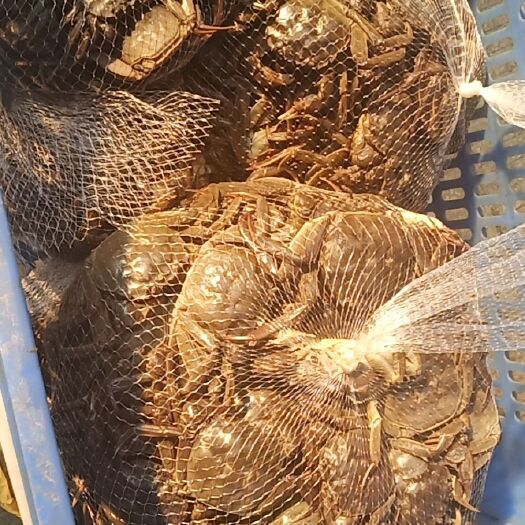 武汉阳澄湖镇大闸蟹 货多价格美