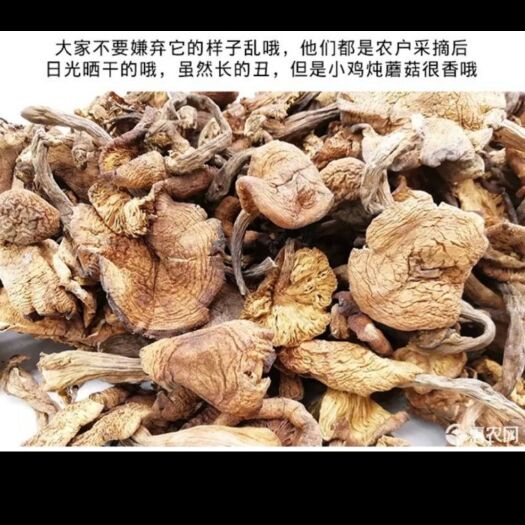 隆化县 纯农村山里野生榛蘑  小鸡炖蘑菇非常不错