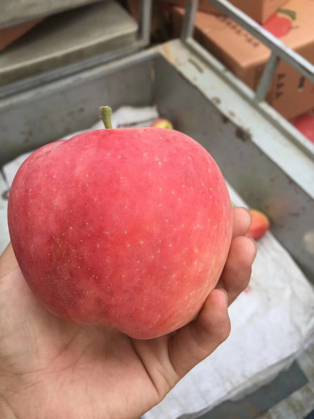  山东红星苹果大量上市采摘