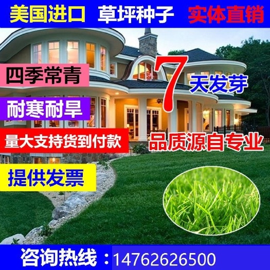 草坪种子四季青耐寒免修剪绿化草坪草籽庭院护坡黑麦草种子高羊