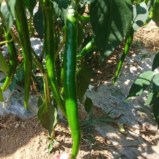 凤凰县 青辣椒2.5