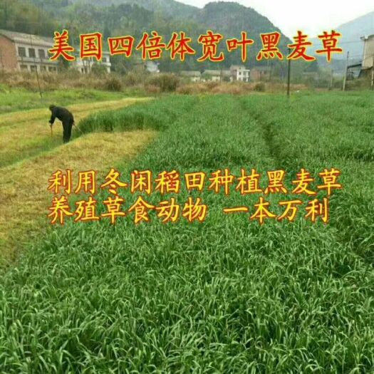 梁山县黑麦草种子 成活率高，种植时间春、秋两季，鸡鸭鹅猪牛兔马，可收割3-4次