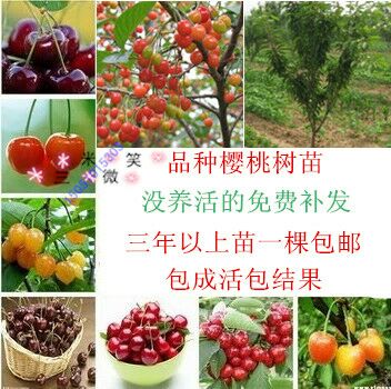 紅燈櫻桃苗 俄羅斯八號(hào)，成品苗，矮化苗，保濕發(fā)貨