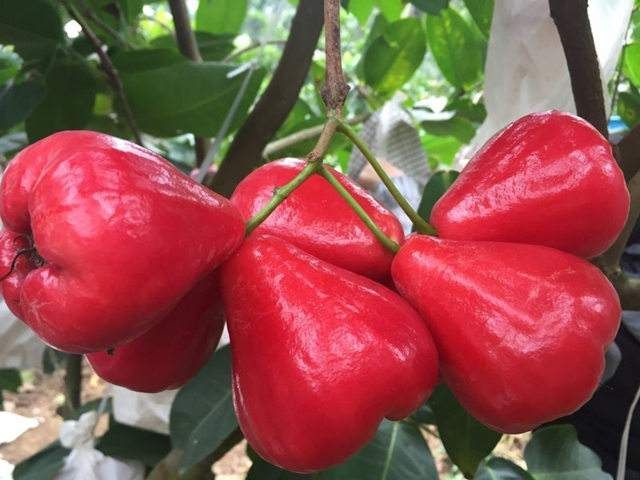 大叶红莲雾苗  大叶红莲雾大苗，3～5公分的都有