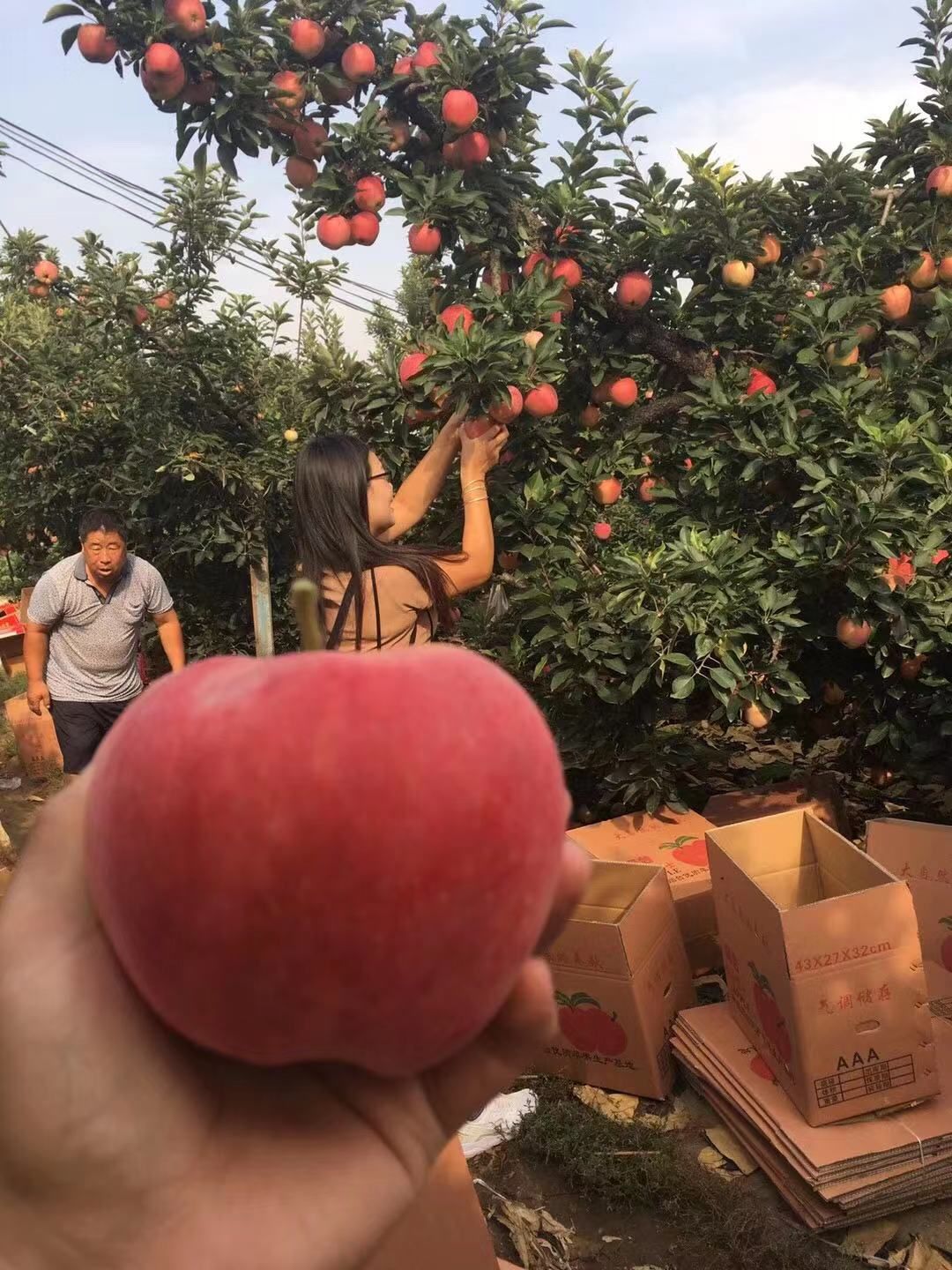  山东红星苹果大量上市采摘
