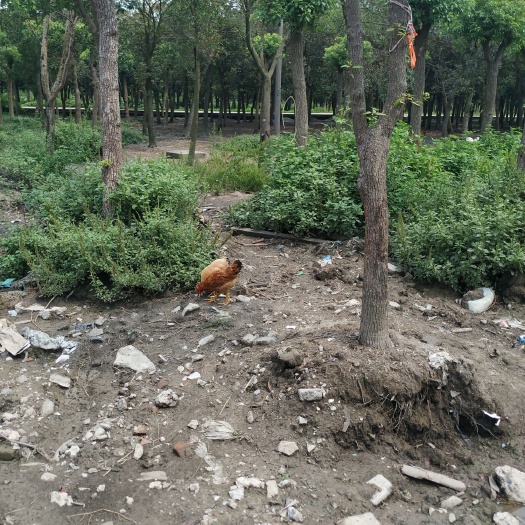 上海土鸡 选择就是选择绿色健康