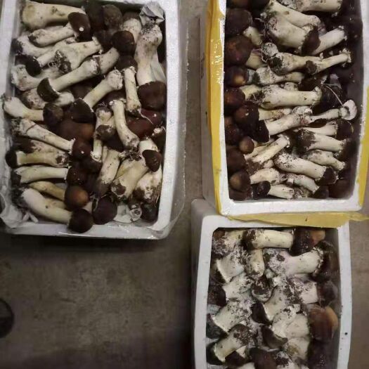 喀喇沁旗 赤松茸