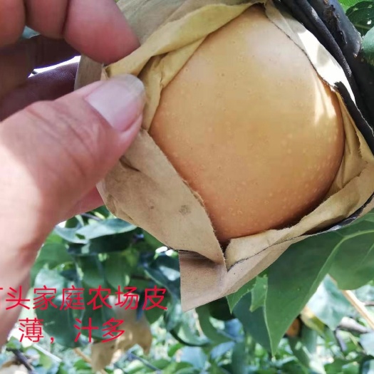 莱阳市 新鲜水果莱阳梨秋月梨丑梨，库尔勒梨，产地直发，现摘现发