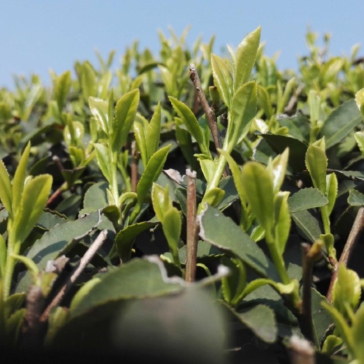 南京竹叶青茶 茶农自产茶叶