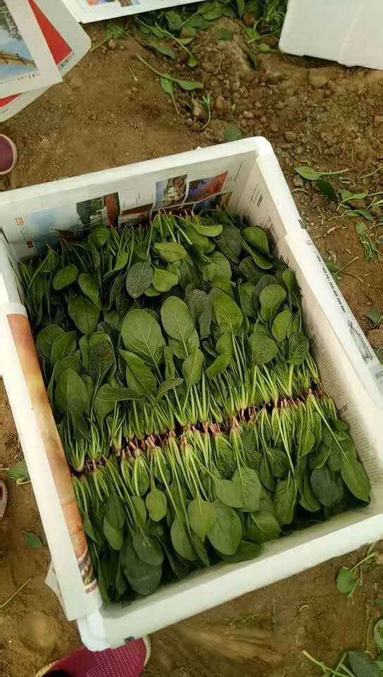  圓葉，小葉菠菜大量供應(yīng)！