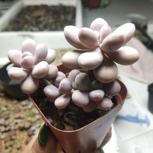 桃蛋
