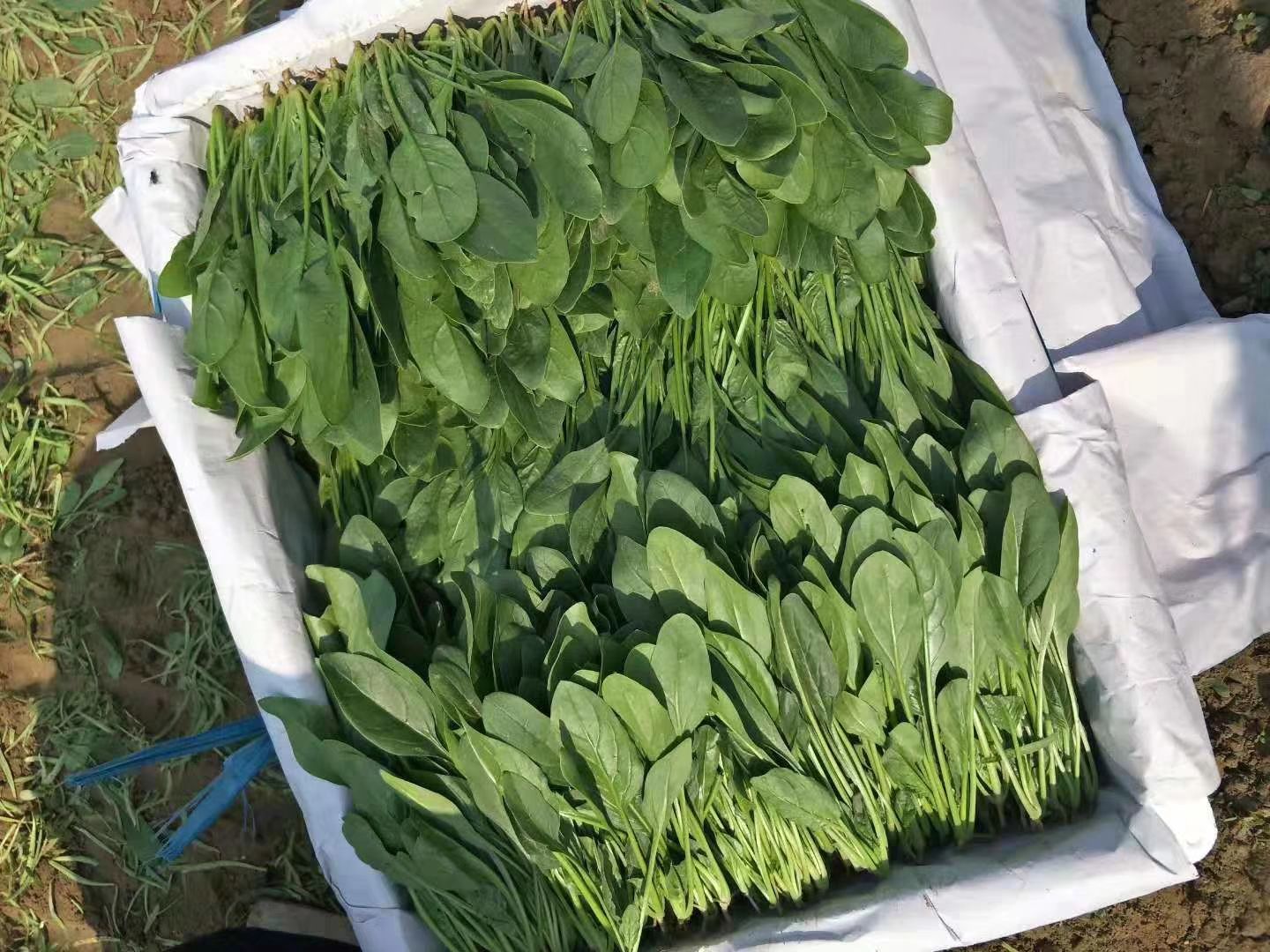 圓葉，小葉菠菜大量供應(yīng)！