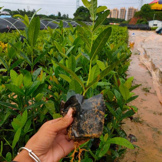 东莞市龙船花 长期供应大量地被苗(龙泉花）