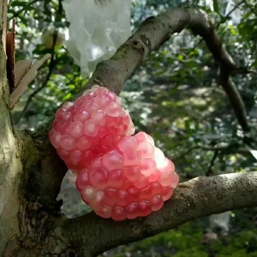 蒙自市 云南蒙自石榴之乡