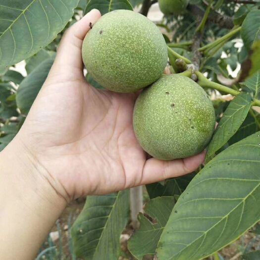卢龙县河北 青皮核桃大量供应