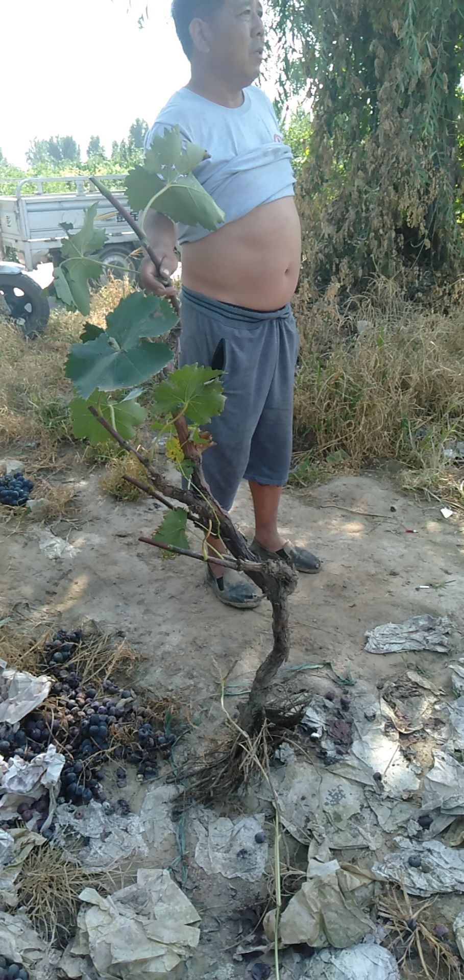 巨峰葡萄苗 鸿丰果品苗木各种规格葡萄树