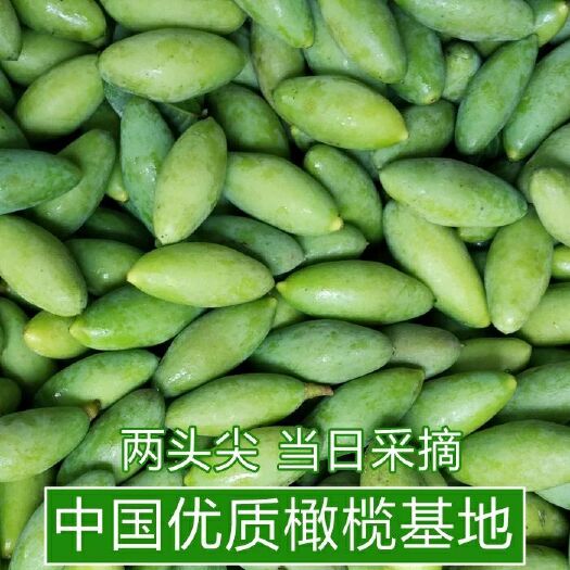重庆市 新鲜橄榄青果 中国优质青橄榄基地