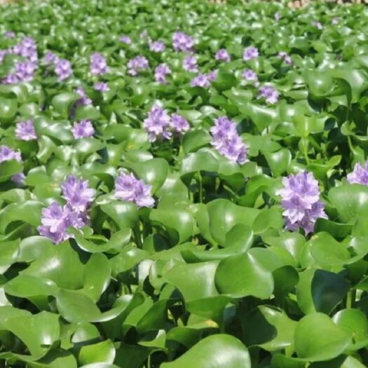 水葫芦苗水生植物池塘鱼缸净化水质养鱼强水质净化
