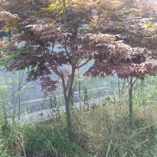 灌云县 大量出售日本红枫  中国红枫  美国红枫价格全中国