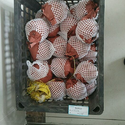 西平县黄金梨 65mm以上 350-400g