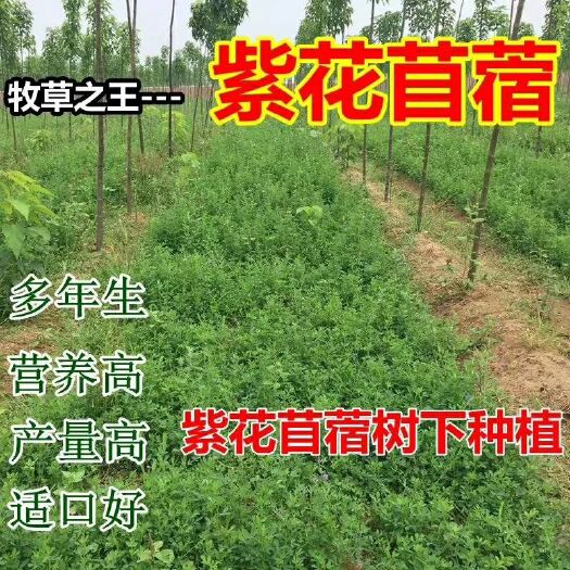 梁山县稻草 多年生牧草，含多种维生素最主要的是黄铜素，亩用6斤鲜草3万斤