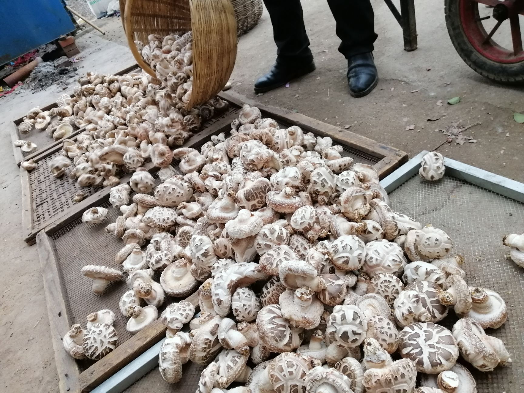 包邮上上级优质白花菇干货礼品馈赠随州纯栎木剪脚花菇农家自种