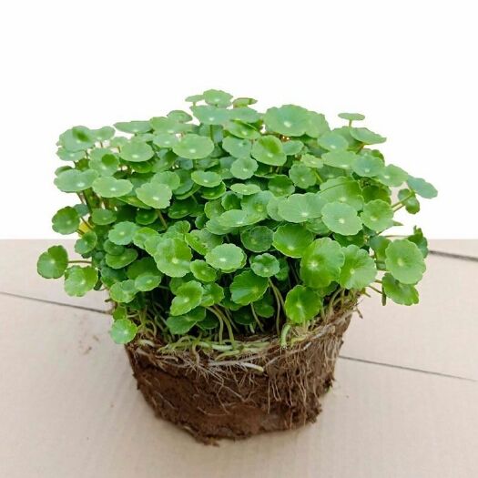 丹阳市铜钱草盆栽 两盆优惠带叶子铜钱草室内盆栽花卉绿植金钱草水培植物